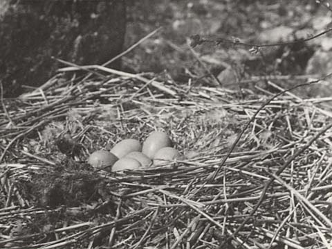 Knutby svanbo ägg